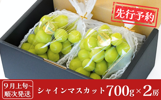 先行予約 シャインマスカット 700g×2房 [9月上旬から発送予定] 令和7年度 新潟県産 種なし ぶどう マスカット [JAえちご中越]【017S043】 1131571 - 新潟県三条市