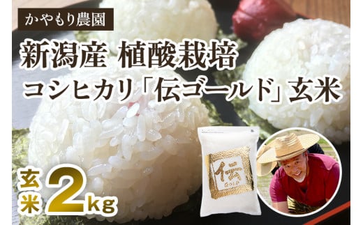 【令和6年産米】新潟産コシヒカリ「伝ゴールド」真空パック 玄米2kg 南麻布の高級料亭で提供される極上米 かやもり農園 1929062 - 新潟県加茂市