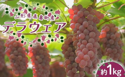 ≪2025年先行予約≫山形県 高畠町産 デラウェア約1kg(5～7房) 2025年8月中旬から順次発送 種無し 食べやすい ぶどう ブドウ 葡萄 くだもの 果物 フルーツ 夏果実 中元 贈り物 ギフト 自宅 家庭 産地直送 農家直送 F21B-369 1926991 - 山形県高畠町