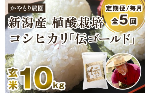 【令和6年産新米】【定期便5ヶ月毎月お届け】新潟産コシヒカリ「伝ゴールド」真空パック 玄米10kg（2kg×5） 南麻布の高級料亭で提供される極上米 かやもり農園