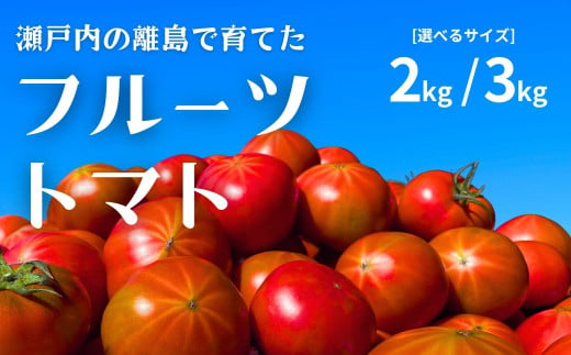 [3〜6月発送] 瀬戸内のフルーツトマト 2kg/3kg 選べるサイズ 国産 瀬戸内 せとうち 広島 大崎上島 離島 濃厚 トマト 糖度8度以上