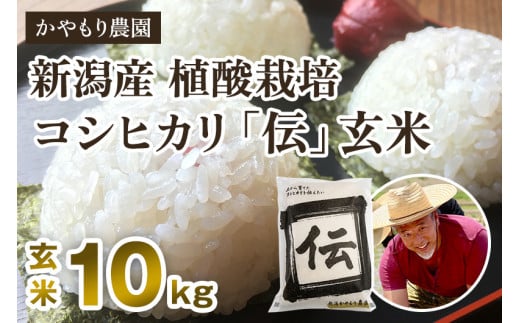 【令和7年産新米】新潟産コシヒカリ「伝」真空パック 玄米10kg（5kg×2）《9月下旬～順次出荷》 南麻布の高級料亭で提供される極上米 かやもり農園