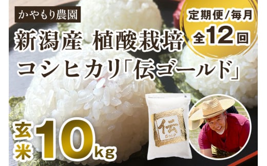 【令和6年産新米】【定期便12ヶ月毎月お届け】新潟産コシヒカリ「伝ゴールド」真空パック 玄米10kg（2kg×5） 南麻布の高級料亭で提供される極上米 かやもり農園