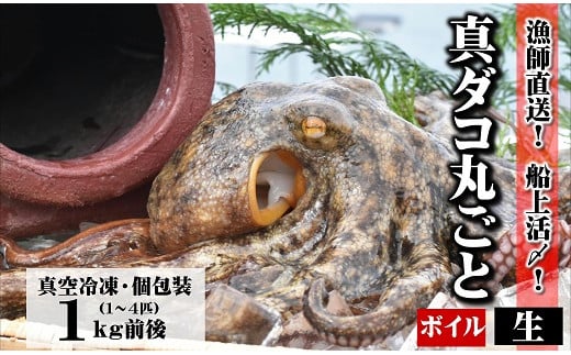 真ダコ 丸ごと 約 1kg (1〜4匹) [生/ボイル]選べる仕様 下処理済 船上活締め! たこ