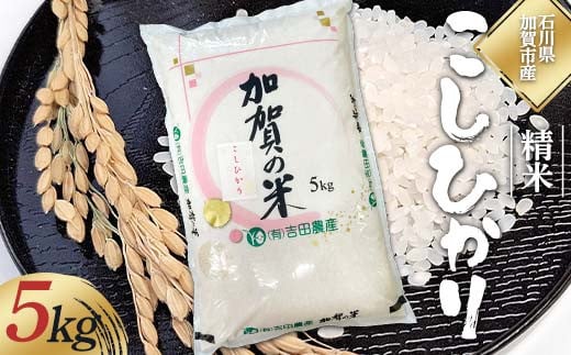 令和6年度 新米 こしひかり 精米 石川県加賀市産 5kg お米 米 国産米 ギフト 贈り物  グルメ 食品 国産 復興 震災 コロナ 能登半島地震復興支援 北陸新幹線 F6P-2320