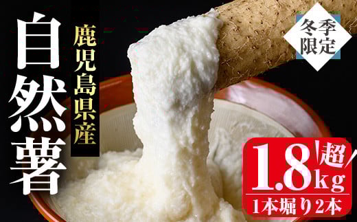 ＜先行予約受付中・2025年11月下旬～12月上旬頃から順次発送予定＞≪期間限定≫鹿児島県産自然薯1.8kg以上(１本掘り2本入り) 自然薯 山芋 贈り物【曽於市観光協会】A133-v01 488230 - 鹿児島県曽於市