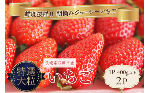 いちご 特選大粒いちご 食べ比べセット 2p Rafすとろべりーふぁーむ イチゴ 苺 2パック 国産 果物 フルーツ くだもの 12月 1月 発送 冬 旬 産地直送 農家直送 産直 甘い デザート スイーツ 家庭用 贈答 贈答用 茨城 茨城県 石岡市 (A27-004)