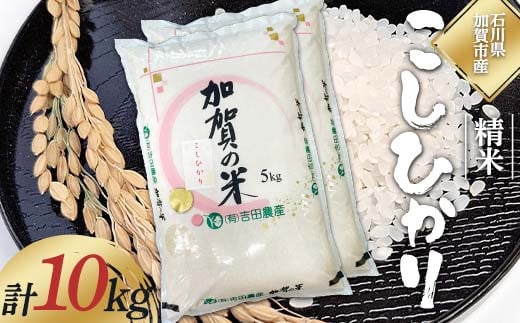 令和6年度 新米 こしひかり 精米 石川県加賀市産 10kg お米 米 国産米 ギフト 贈り物  グルメ 食品 国産 復興 震災 コロナ 能登半島地震復興支援 北陸新幹線 F6P-2321