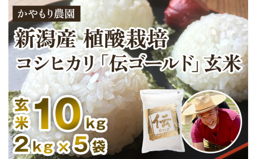 【令和6年産新米】新潟産コシヒカリ「伝ゴールド」真空パック 玄米10kg（2kg×5） 南麻布の高級料亭で提供される極上米 かやもり農園