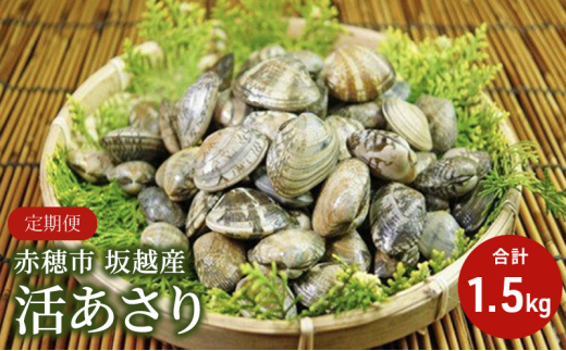 2026年３月上旬順次出荷開始【定期便３ヶ月連続お届け】兵庫県 赤穂市 坂越産 活あさり 1.5kg
