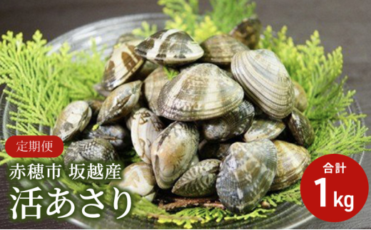 2026年３月上旬順次出荷開始【定期便３ヶ月連続お届け】兵庫県 赤穂市 坂越産 活あさり 1kg