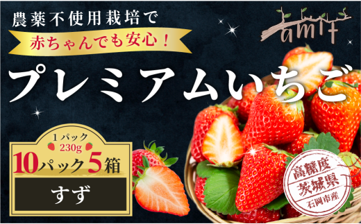 農薬を使わず育てた安心安全 イチゴ すず 10パック いちご 苺 ナノバブル水素水使用 農薬不使用 希少 国産 果物 フルーツ くだもの 冬 旬 産地直送 農家直送 産直 甘い デザート スイーツ 家庭用 贈答 贈答用 茨城 茨城県 石岡市 (A14-009)