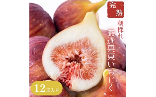 【先行予約受付中】厳選！完熟 栗東いちじく 12玉入り 2025年7月末より順次出荷 | 朝採れ ハウス栽培 果物 いちじく いちぢく 無花果 イチジク 完熟 生 先行予約 滋賀県 栗東市 1941598 - 滋賀県栗東市