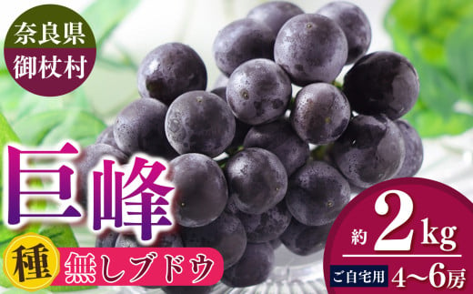 【ご自宅用】奈良みつえのたねなし巨峰 約2kg（4～6房） |  ぶどう 巨峰 フルーツ 果物 たねなし 種無 冷蔵 甘い 手土産 数量限定 期間限定 2025年度配送分 奈良県 御杖村 みつえむら