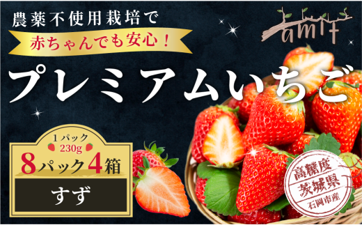 農薬を使わず育てた安心安全 イチゴ すず 8パック いちご 苺 ナノバブル水素水使用 農薬不使用 希少 国産 果物 フルーツ くだもの 冬 旬 産地直送 農家直送 産直 甘い デザート スイーツ 家庭用 贈答 贈答用 茨城 茨城県 石岡市 (A14-008)