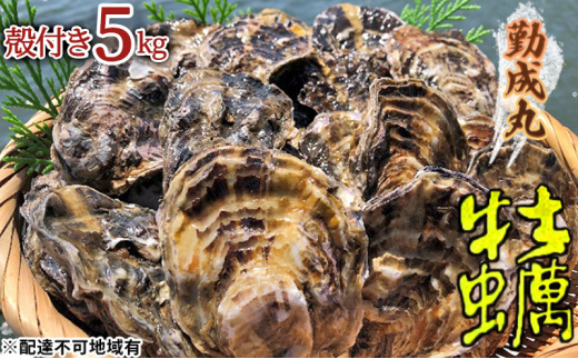 [№5258-1248]勤成丸の牡蠣 殻付き牡蠣 5.0kg [ 生牡蠣 かき カキ 殻付 加熱調理用 真牡蠣 国産 ] 兵庫県 姫路市