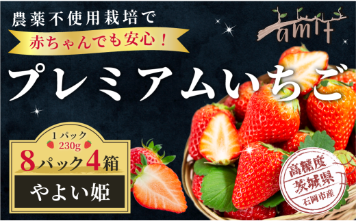 農薬を使わず育てた安心安全 イチゴ やよいひめ 8パック いちご 苺 ナノバブル水素水使用 農薬不使用 希少 国産 果物 フルーツ くだもの 冬 旬 産地直送 農家直送 産直 甘い デザート スイーツ 家庭用 贈答 贈答用 茨城 茨城県 石岡市 (A14-010)