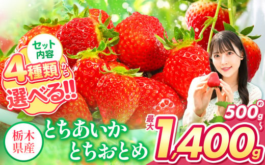 旬に発送 人気超上昇!! 選べる いちご 4種類 500g 〜 1,400g以上 | 苺 キングダム 日本一 訳あり 家庭用 大粒 秀品 とちおとめ とちあいか 食べ比べ 数量 限定 共通 返礼品 ストロベリー 人気 果物 フルーツ 限定品種 栃木県 特産品 下野市 送料無料