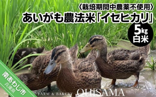 令和6年産　イセヒカリ　５kg　白米〈栽培期間中農薬不使用　あいがも農法米〉 1175107 - 兵庫県南あわじ市