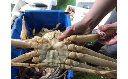 【魚倉】足１本なし生松葉ガニ(中650ｇ)訳あり 1951175 - 鳥取県三朝町