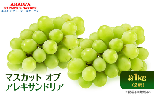 ぶどう 2025年 先行予約 マスカット オブ アレキサンドリア 2房 (約1.0kg) 葡萄 岡山県 赤磐市産 フルーツ 果物