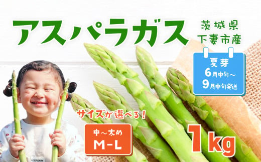 朝採りアスパラガス 1kg M-Lサイズ ハウス栽培 夏芽 25年6月下旬~9月発送 【 先行予約 グリーンアスパラ 野菜 サラダ 農家直送 産地直送 】