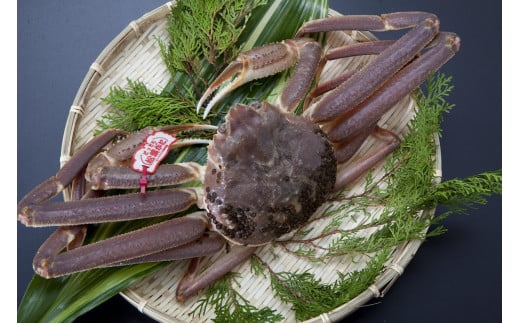 【魚倉】タグ付き生松葉ガニ(並５００ｇ) 1951195 - 鳥取県三朝町