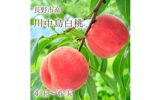 J0801【信州長野県川中島産】川中島白桃4～6玉 ギフトボックス【2025年8月上旬以降発送予定】