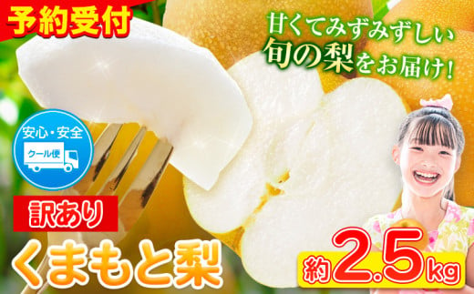 ＼2025年産先行予約／  くまもと 梨 訳あり 熊本県産 約2.5kg 3～14玉 フルーツ 予約 秋 旬 クール便 《2025年8月下旬‐11月上旬頃出荷》 SDGs 梨  なし 果物  ギフト  ご贈答 旬の果物 豊水梨 あきづき 新興梨 1421774 - 熊本県山江村