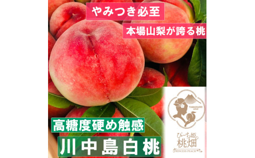 【高糖度大ぶり川中島白桃ブランド】ボリューミー満点 人気No.1の品種 約2kg【2025年発送】（PMK）D4-107 【桃 もも モモ 令和7年発送 期間限定 山梨県産 甲州市 フルーツ 果物】 1150137 - 山梨県甲州市