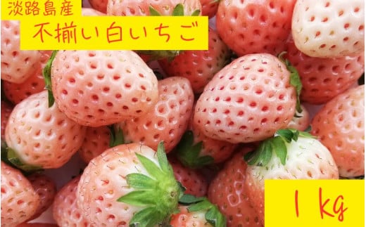 【不揃い】 【訳あり】 淡路島産 白いちご 無選別(約1kg) 苺イチゴ strawberry / いちご フルーツ 果物 果実 くだもの 国産 冷蔵 