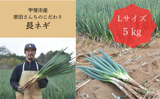 原田さんちのこだわり長ネギ　約　5ｋｇ　【長ネギ　ねぎ　ネギ　料理　野菜　やさい　新鮮　人気　山梨県　山梨　甲斐市　甲斐　農家直送　産地直送】　AD-307