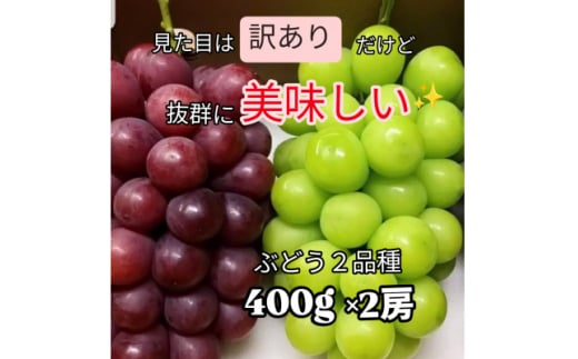 ＜2025年先行受付＞＜訳あり＞葡萄2色入り化粧箱入り　山梨市産地直送　約400g×2房【1582509】