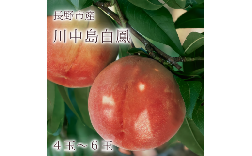 J0800【信州長野県川中島産】川中島白鳳4～6玉 ギフトボックス【2025年7月下旬以降発送予定】