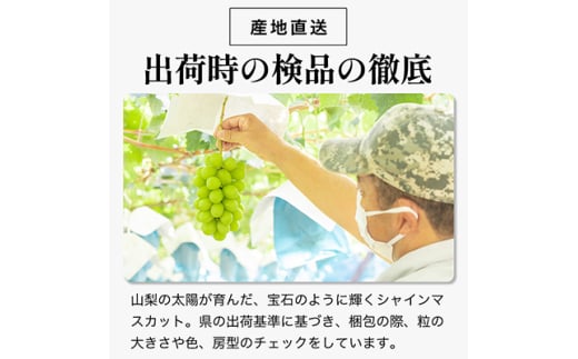 2025年発送＞シャインマスカット 2房 (約1kg) 山梨県産フルーツ 人気のぶどう_ ふるさと納税 ふるさと マスカット ぶどう ブドウ 葡萄  フルーツ 果物 くだもの 人気 美味しい 山梨県 山梨市 山梨 送料無料【1017347】 - 山梨県山梨市｜ふるさとチョイス - ふるさと納税サイト