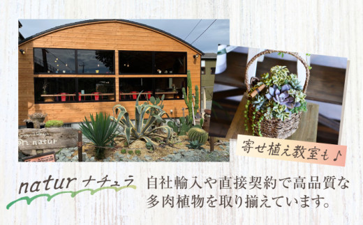 多肉植物 たにくしょくぶつ 苗 インテリア 35個 セット