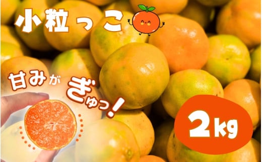 お試しにピッタリ！ 温州みかん 「小粒っこ」 2kg※箱込み ※秀優混合 【2S～3Sサイズおまかせ】【2024年10月中旬～2025年1月下旬までに順次発送】(極早生・早生・中生・晩稲)＜味好農園＞/ 温州 みかん 小玉 蜜柑 柑橘 みかん 極早生 早生 中生 晩稲 小粒 果物 フルーツ 【agy025A】 1721493 - 和歌山県紀美野町