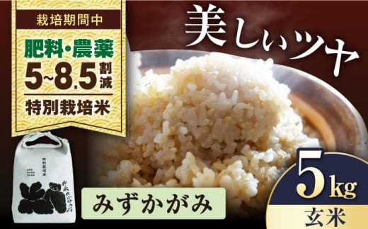 [スピード配送]令和6年産 特別栽培米 みずかがみ 5kg 玄米 長浜市/株式会社お米の家倉 [AQCP053] 米 お米 玄米 5kg すぐ すぐ発送 すぐ届く すぐ来る