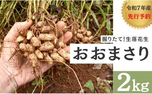 【オオマサリ】掘りたて！新鮮！八街産「生」落花生 先行予約 2025年産 277226 - 千葉県八街市