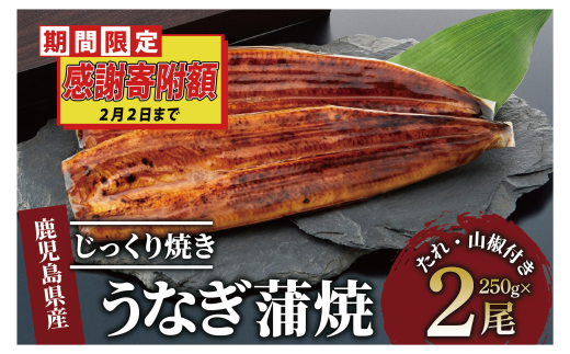 ＼2月2日まで／20000円→19000円【ご愛顧感謝寄附額】【鹿児島県産】うなぎ蒲焼じっくり焼き約250g×2尾 木目化粧箱入り(大新/020-1107) 鰻 蒲焼 国産 丑の日 うな重 無頭 ギフト ふっくら 小分け レンジ 簡単