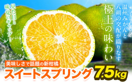 スイートスプリング 7.5kg 熊本県産 送料無料 旬 の みかん 熊本産 取り寄せ (3L～Sサイズ/3L-S混合) 《1月中旬-1月末頃出荷予定》熊本県 津奈木町 柑橘 希少品種 スイートスプリング 柑橘 果物 スイスプ 旬 の みかん 柑橘 温州みかん 1954783 - 熊本県津奈木町