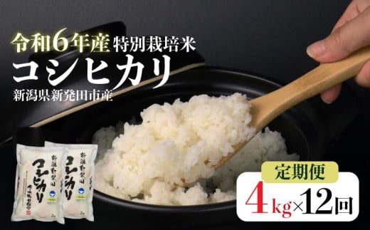 【定期便】令和6年産 新潟県産 特別栽培米コシヒカリ 2㎏×2袋×12か月 定期便 米 白米 ご飯 料理 おにぎり 弁当 新潟県 新潟産 新発田産 コシヒカリ 佐々木耕起組合 2kg 12ヵ月 2袋 定期便 特別栽培米 新潟県 新発田市  867156 - 新潟県新発田市