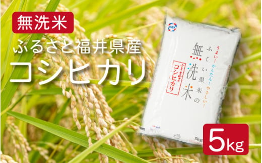 [051-a003] 令和6年度産 無洗米 ふるさと福井県産 コシヒカリ 精米 5kg（無地のし対応可）【米 お取り寄せ ギフト 贈り物お中元 ギフト 贈り物 プレゼント】 260360 - 福井県敦賀市