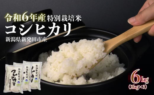 米 コシヒカリ 計6kg 2kg × 3袋 令和6年度 新潟県産 お米 白米 ご飯 玄米 おにぎり 弁当 個包装 小分け プレゼント ギフト 贈答 のし 新潟県 新発田市 867150 - 新潟県新発田市
