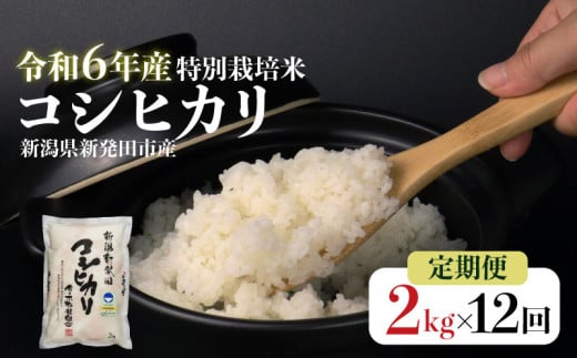 【定期便】令和6年産 新潟県産 特別栽培米コシヒカリ 2㎏×12か月 定期便 米 白米 ご飯 料理 おにぎり 弁当 新潟県 新潟産 新発田産 コシヒカリ 佐々木耕起組合 2kg 12ヵ月 定期便 特別栽培米 新潟県 新発田市  867155 - 新潟県新発田市