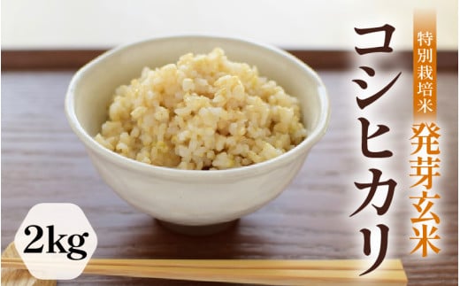 【令和6年産】発芽玄米 特別栽培米 コシヒカリ 2kg 【米 玄米 こしひかり ギャバ GABA 特別栽培 食物繊維 栄養 真空パック ごはん ご飯 おいしい ふるさと納税米】 [A-2977] 1703445 - 福井県坂井市