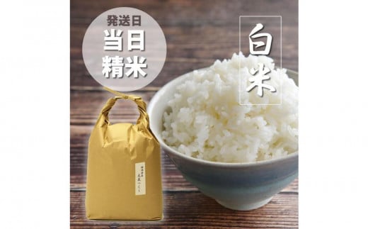 福岡県産【特A】評価のお米「元気つくし」5kg×1袋 5kg [白米]