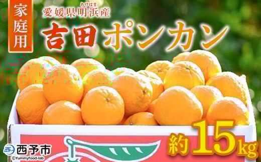 ＜愛媛県明浜産 吉田ポンカン 家庭用 約15kg＞ 果物 くだもの フルーツ みかん ミカン 柑橘 吉田ぽんかん よしだぽんかん ヨシダポンカン 訳あり ご自宅用 特産品 愛媛県 西予市【常温】 1938225 - 愛媛県西予市