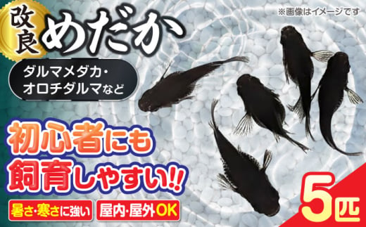 改良メダカ 5匹 ダルマメダカ メダカ オロチ 水槽 愛西市 / 株式会社プロスパージャパン [AEAK007]