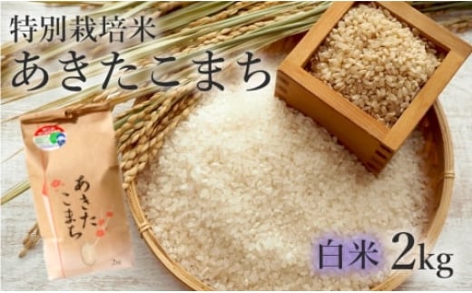 米 あきたこまち 2kg 令和7年産 白米 精米 こめ お米 おこめ 令和7年 特別栽培米 産地直送 ご飯 ごはん 秋田こまち 秋田 秋田県 能代市 特別栽培 減農薬
